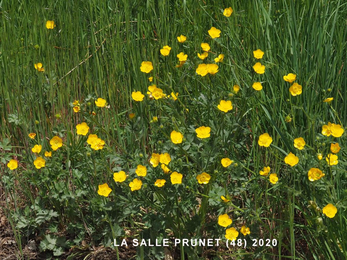 Buttercup, Bulbous plant